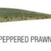 BERKLEY Gulp 3" Minnow Pepper Prawn - Bait Tackle Store