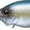 EVERGREEN Wildhunch Rattle-In 239 - Blue Back Herring (8257) - Bait Tackle Store