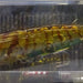 ZIPBAITS ZBL Popper 781 (2288) - Bait Tackle Store